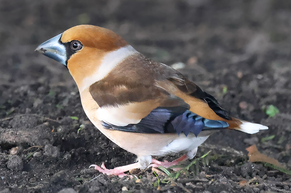 Hawfinch